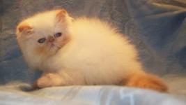 Flame Point Himalayan Kitten  Available NOW! 